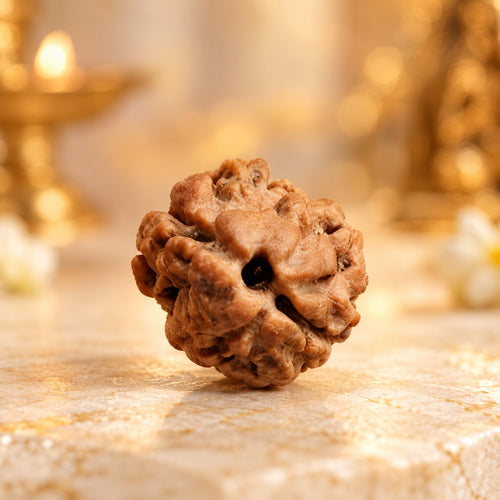Original Nepali 2 Mukhi Rudraksha with natural two faces