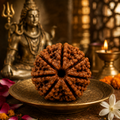 7 Mukhi Nepali Certified Rudraksha Original Natural Bead