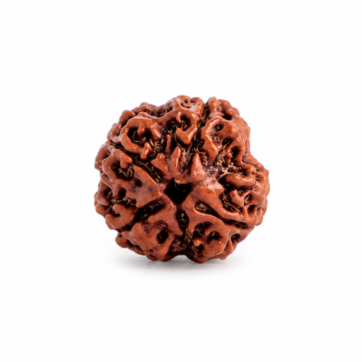 Authentic 4 Mukhi Nepali Rudraksha with Certification divyaura
