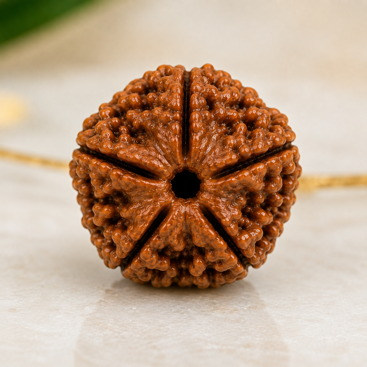 Certified 5 Mukhi Nepali Rudraksha for Peace and Spiritual Growth