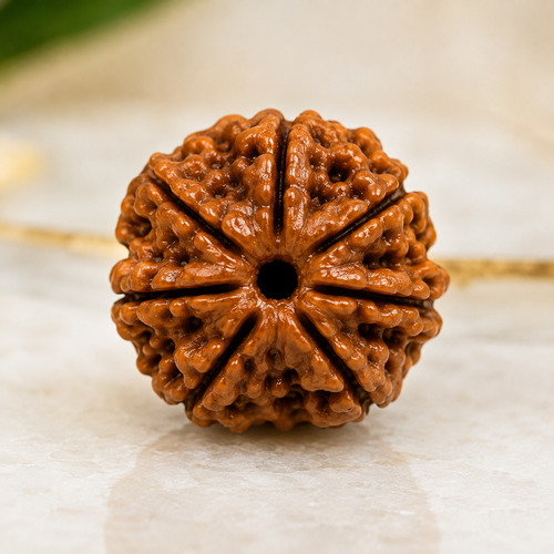 Certified 7 Mukhi Nepali Rudraksha for Prosperity and Abundance