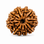 Premium Original 10 Mukhi Nepali Rudraksha Bead by Divyaura