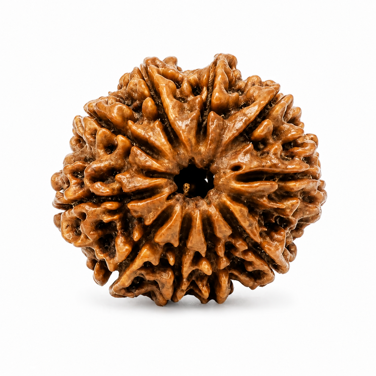 Premium Original 10 Mukhi Nepali Rudraksha Bead by Divyaura